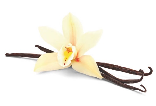 Sugar Free Vanilla frozen yogurt